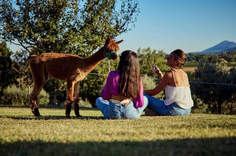 Alpaca Trek in Valdichiana Senese - Experience Highlights