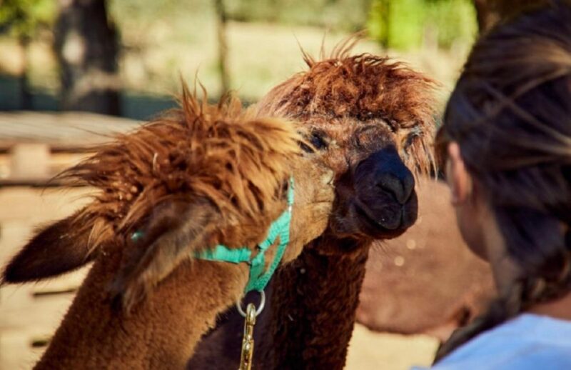 Alpaca Trek in Valdichiana Senese - Tasting Experience