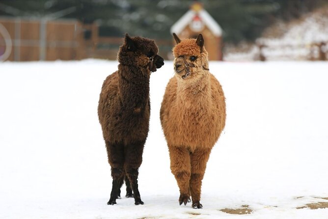 Alpaca World and Nami Island With Gangchon Rail Bike Tour - Meeting and Pickup Information