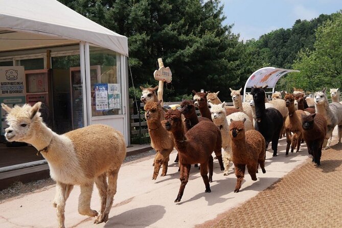 Alpaca World and Nami Island With Gangchon Rail Bike Tour - Gangchon Rail Bike Adventure