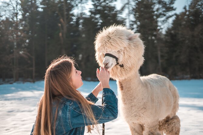 Alpaca World & Nami Island & Garden of Morning Calm One Day Tour - Nami Island Exploration