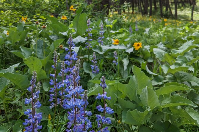 Alpine Lake Float and Guided Hike in the Bitterroot Mountains - Safety Precautions and Recommendations