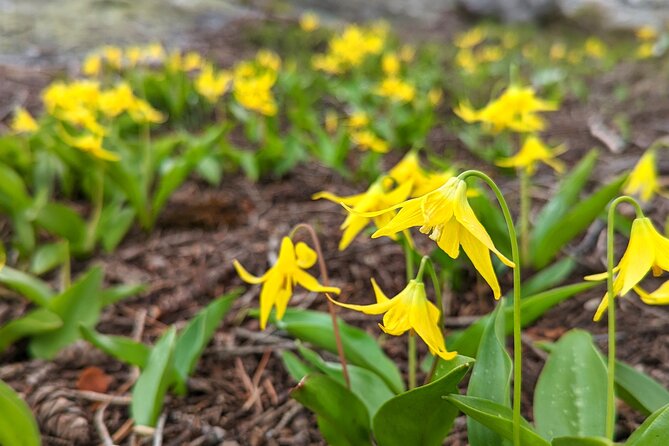 Alpine Lake Float and Guided Hike in the Bitterroot Mountains - Contact the Operator