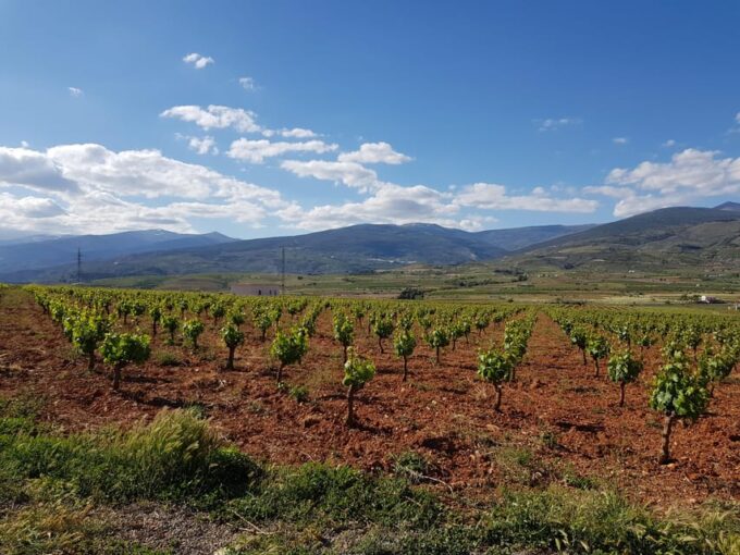 Alpujarra: Wine Tour and Vegan Aperitif in Organic Winery - Vegan Aperitif and Local Produce