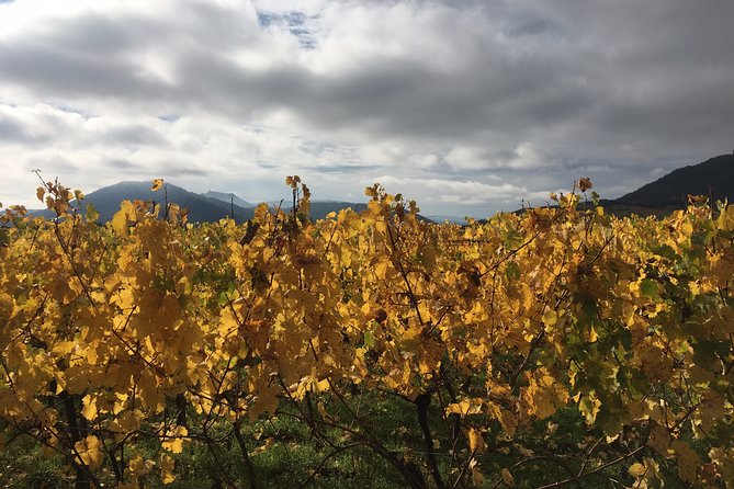 Alsace Discovery Private Tour With Local Villages & Castles - Tailored Experiences