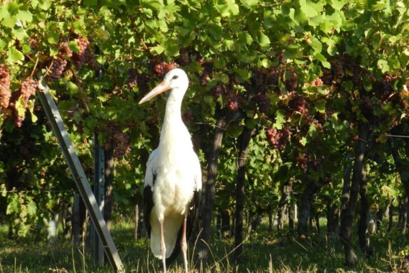 Alsace: Half-Day Wine Tour From Colmar - Wine Tasting Experience