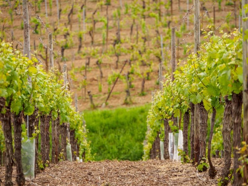 Alsace Half-Day Wine Tour From Strasbourg - Departure and Meeting Point
