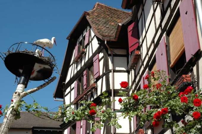 Alsace Half-Day Wine Tour From Strasbourg - Tour Highlights