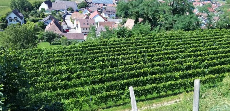 Alsace: Private Wine Tour - Savoring Wine in Grand Cru