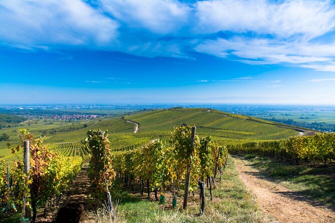 Alsace Wine Route Wineries & Tasting Small Group Guided Tour From Strasbourg - English-speaking Qualified Driver Guide