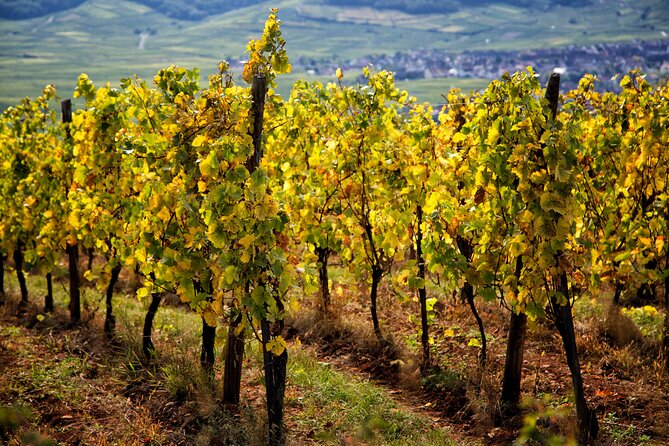 Alsace Wine Route Wineries & Tasting Small Group Guided Tour From Strasbourg - Booking and Cancellation Policy