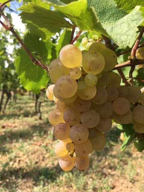 Alsace: Wine Tasting - Key Points