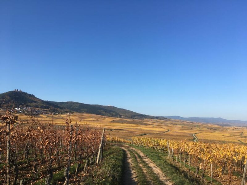 Alsace: Wine Tasting - Wine Tasting Selection