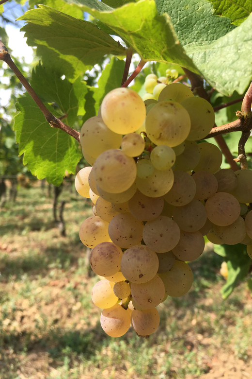 Alsace: Wine Tasting - Tasting Experience Highlights