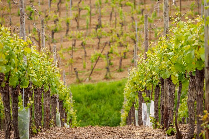 Alsaces Gems Small Group Day Tour From Colmar - Experiencing a Commented Wine Tasting