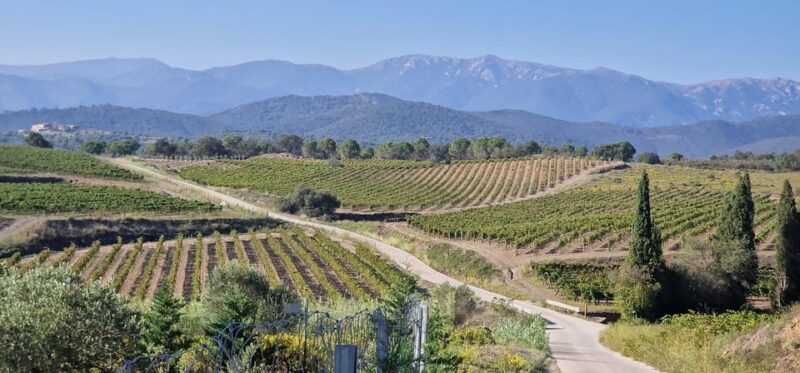 Alt Emporda Wine Tasting With Breakfast and Lunch - Experience Highlights
