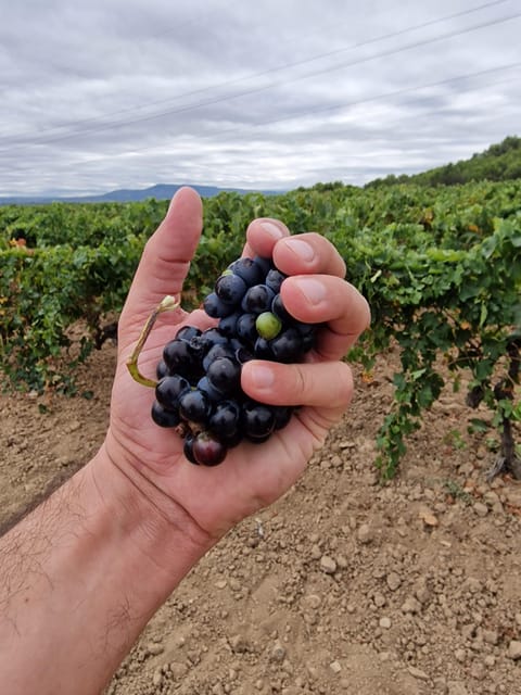 Alt Emporda Wine Tasting With Breakfast and Lunch - Meal Details