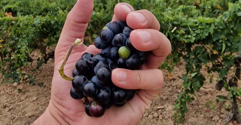 Alt Emporda Wine Tasting With Breakfast and Lunch - Meeting Point