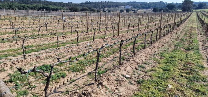 Alt Emporda Wine Tasting With Breakfast and Lunch - Cancellation Policy