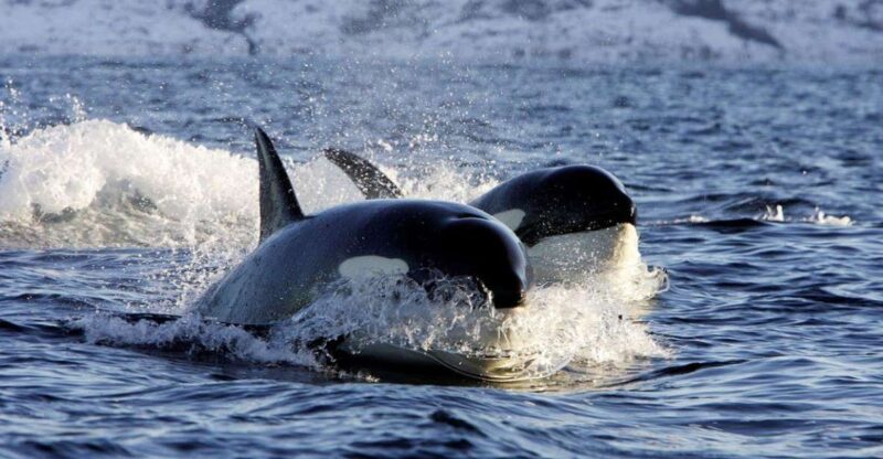 Alta: Alta Fjord Whale Watching Tour - Cancellation Policy