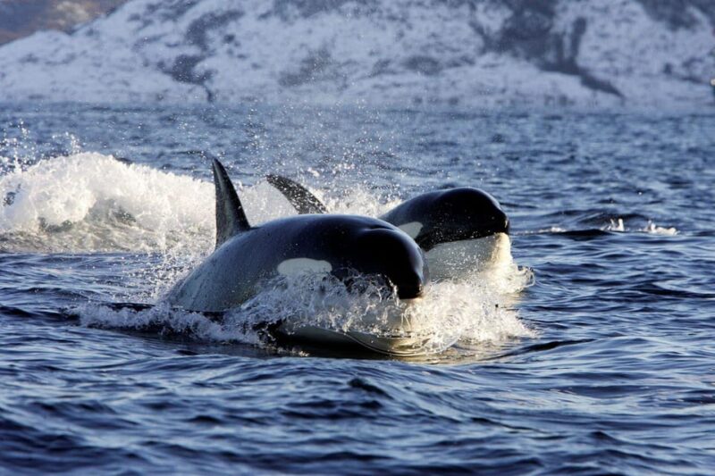 Alta Fjord: Private Whale Watching Tour - Wildlife and Experience