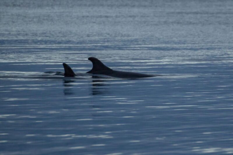 Alta Fjord: Private Whale Watching Tour - Tour Inclusions