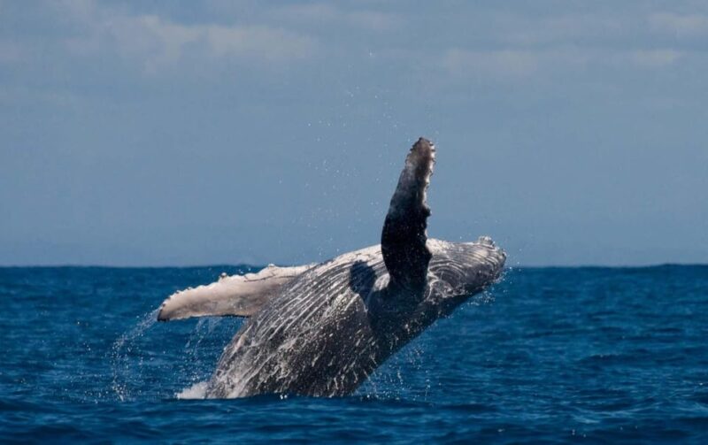 Alta Fjord: Private Whale Watching Tour - Meeting Point