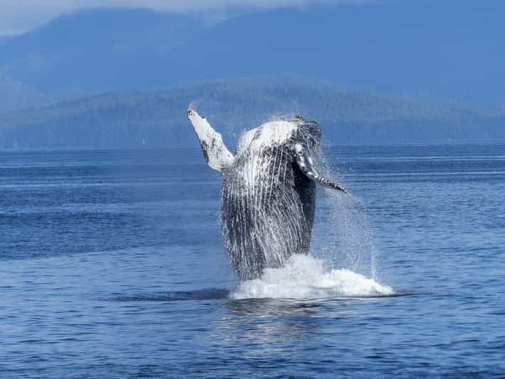 Alta Whale Safari - Key Points