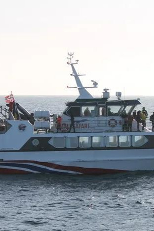 Alta Whale Safari - Whale Sightings