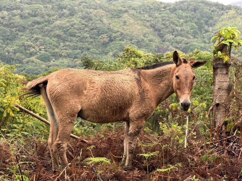 Alternative 3 Days Lost City Trek - Accommodation and Cuisine