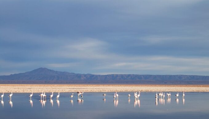 Altiplanic Lagoons and Red Stones From San Pedro De Atacama - Booking and Cancellation