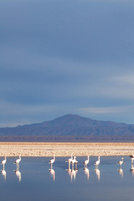 Altiplanic Lagoons and Red Stones From San Pedro De Atacama - Frequently Asked Questions