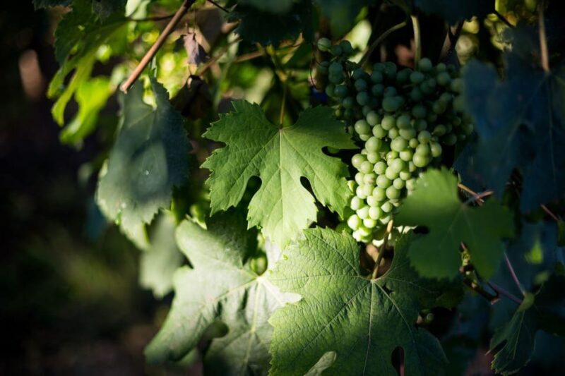 Alto Piemonte: Classic Wine Tasting - Local Pairings