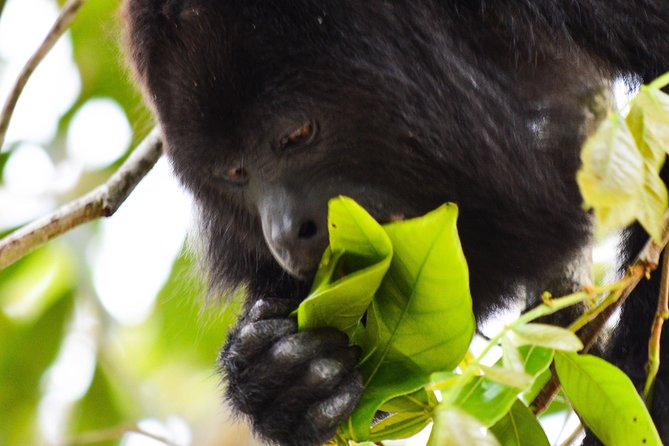 Altun Ha Temple & Howler Monkey Sanctuary - Tour Logistics