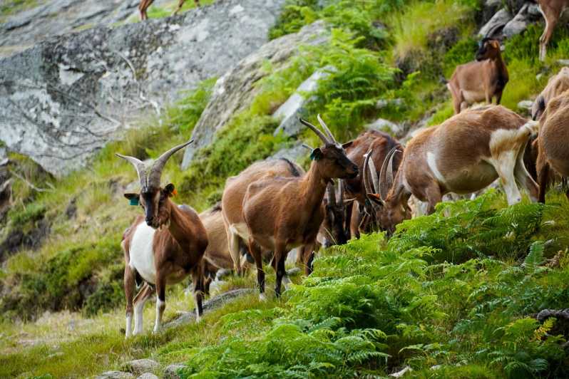 ALVÃO SHEPHERDS HIKE - Inclusions and Exclusions