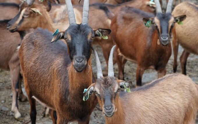 ALVÃO SHEPHERDS HIKE - Frequently Asked Questions