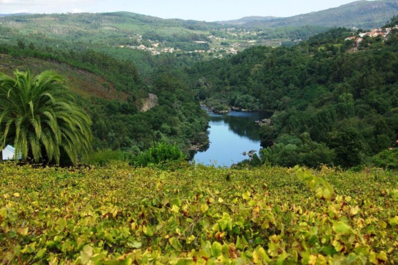 Alvarinho Wine Full Day Tour - Itinerary Highlights