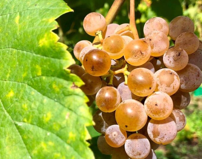 Alvarinho Wine Full Day Tour - Pickup Location