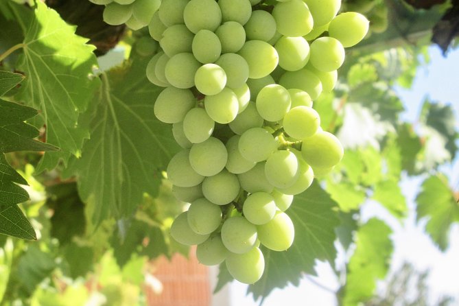Amador County Wine Tasting Tours 6 to 8 Hour Private Tour 14 Pax - Cancellation Policy