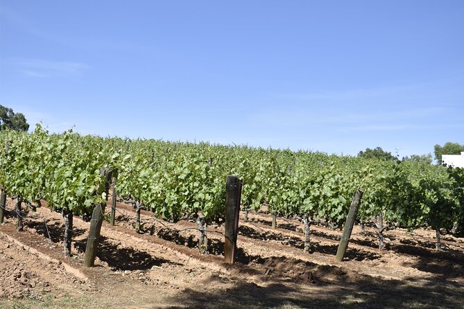 Amador County Wine Tasting Tours 6 to 8 Hour Private Tour 14 Pax - Group Size and Pricing