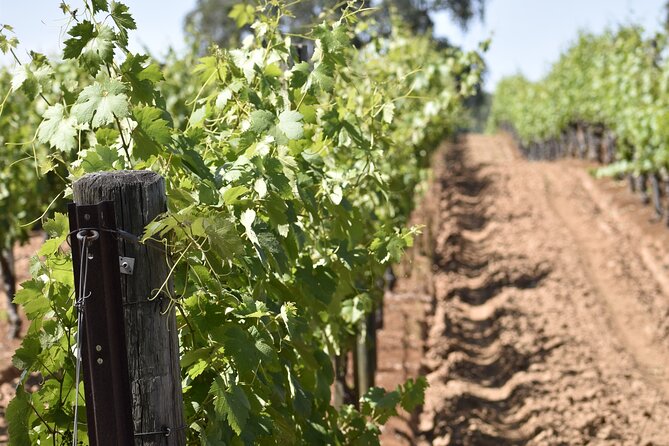 Amador County Wine Tasting Tours Max 14 Pax Private Wine Tours - Pickup and Transportation