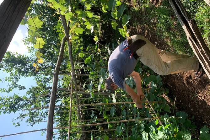 Amalfi Coast - Maiori: Path of Lemons, Tour With Tasting - Experience Local Lemon Farms