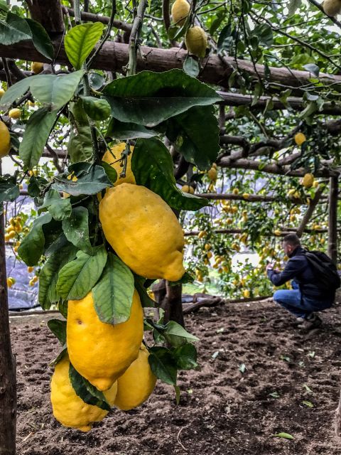 Amalfi Coast Path of the Lemon Private Walking Tour - Azienda Agricola Cuonc Cuonc
