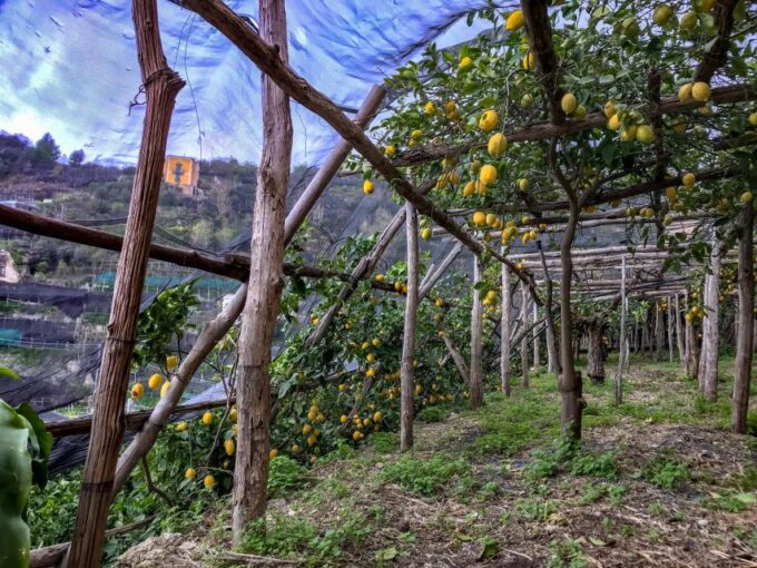 Amalfi Coast Path of the Lemon Private Walking Tour - Frequently Asked Questions