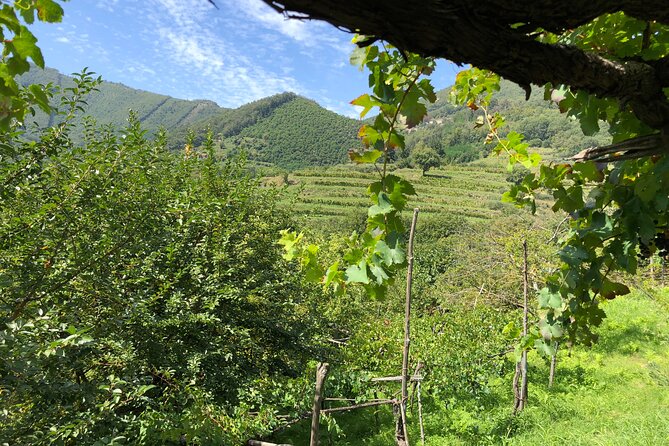 Amalfi Coast Private Tour With Amalfi Ravello and Wine Tour From Positano - Highlights and Activities