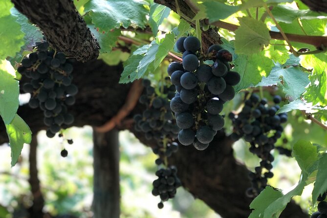 Amalfi Coast Private Tour With Amalfi Ravello and Wine Tour From Positano - Customer Feedback