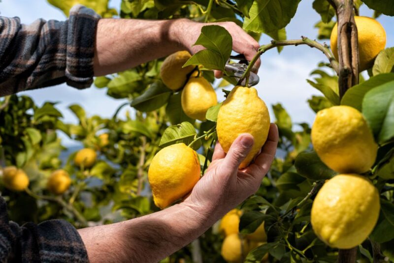 Amalfi: Cooking Class and Farmhouse Visit With Meal - Experience Highlights