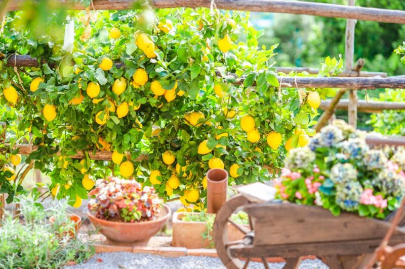 Amalfi: Cooking Class and Farmhouse Visit With Meal - Customer Reviews