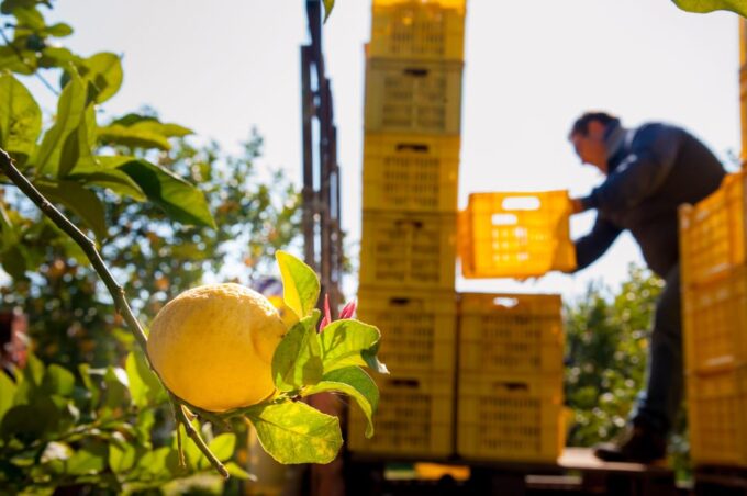 Amalfi: Limoncello Factory Visit With Instructor and Tasting - Tasting Session Details