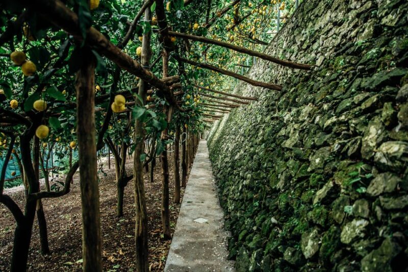 Amalfi: Vertical Lemon Farm Tour, Tastings, and Rural Museum - How to Book Your Tour